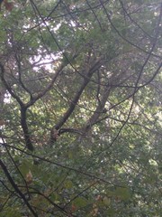 Turdus merula