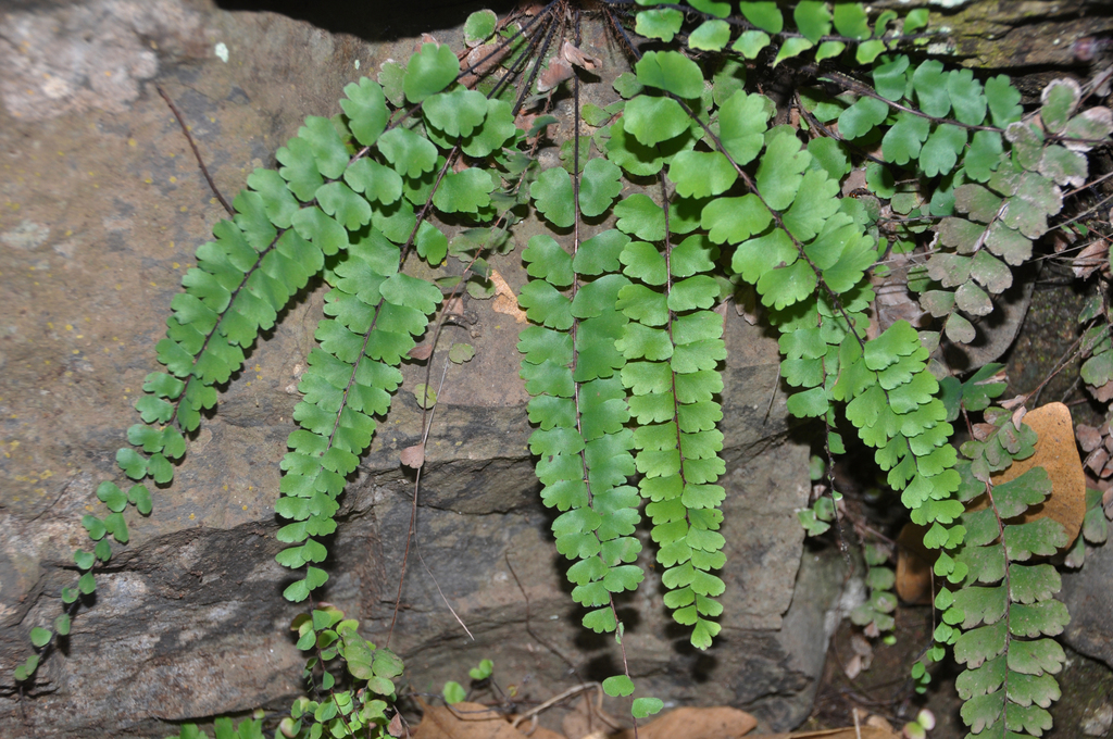 Culantrillo