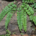 Adiantum rhizophorum - Photo (c) CORDENOS Thierry, some rights reserved (CC BY-NC), uploaded by CORDENOS Thierry