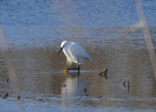 Snowy Egret photographed in Delaware
