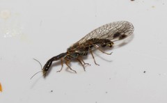 Raphidia mysia