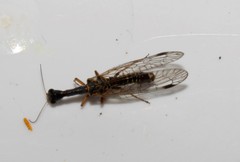 Raphidia mysia