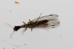Raphidia mysia