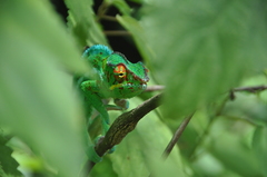 Furcifer pardalis