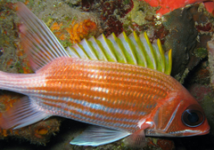 Squirrelfish
