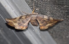 Parepisparis excusata