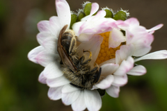 Andrena