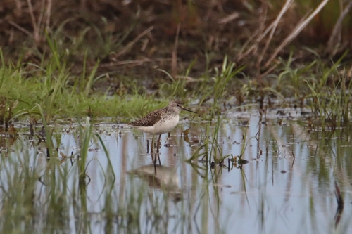 iNaturalist image