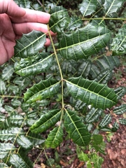 Comocladia platyphylla
