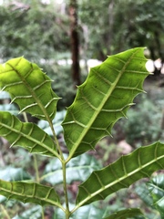 Comocladia platyphylla