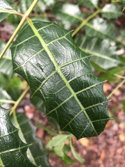Comocladia platyphylla