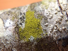 Candelariella xanthostigmoides