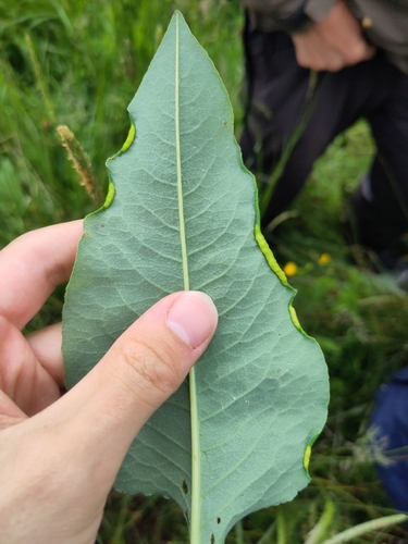 Dasineura bistortae