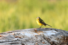 Motacilla flava flava