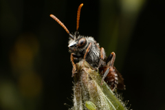 Nomada