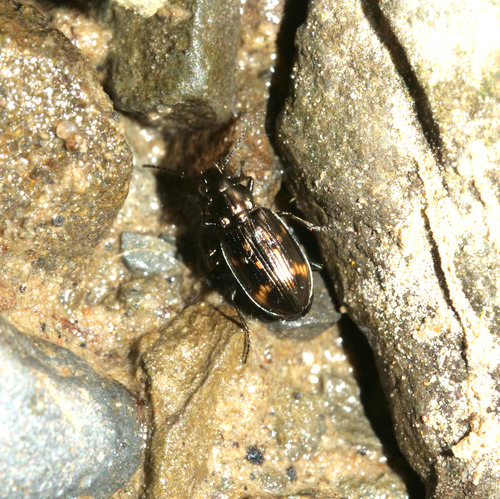 Bembidion obliquum