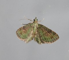 Chloroclystis grisea
