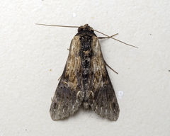 Aegilia sundascribens