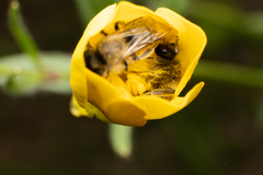 Andrena