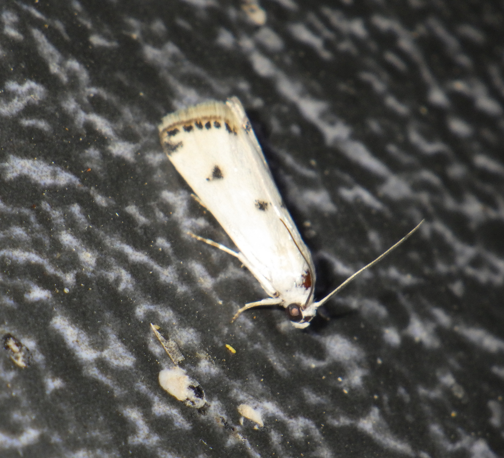 Myelois quadripunctella