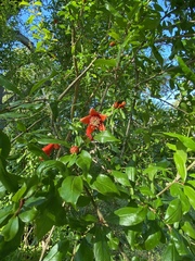 Punica granatum