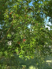 Punica granatum