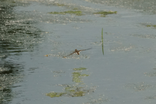 iNaturalist image