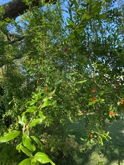 Punica granatum