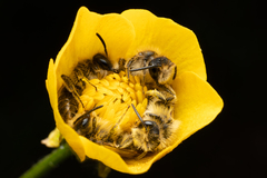 Andrena