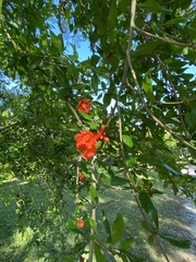 Punica granatum