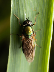 Chloromyia formosa