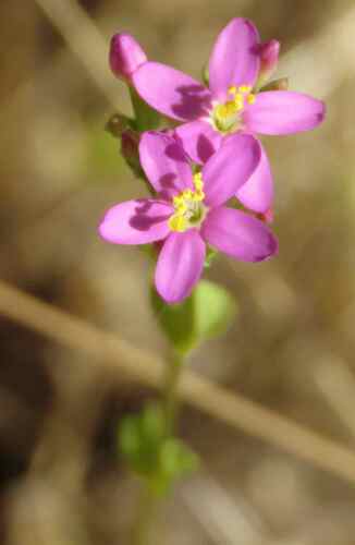 Arizona Centaury