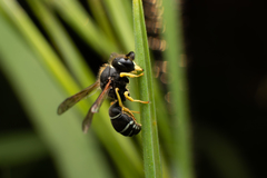 Odynerus