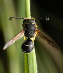 Odynerus