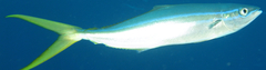 Elagatis bipinnulata