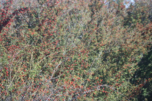 Cotoneaster pannosus