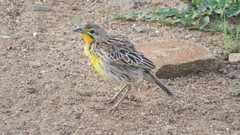 Macronyx aurantiigula