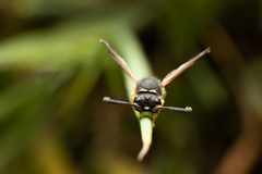 Odynerus