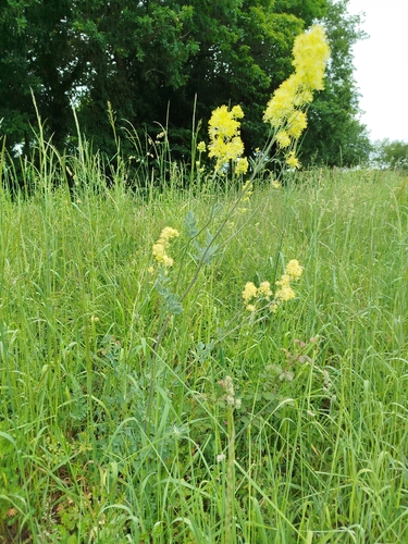 Thalictrum speciosissimum, photograph 4