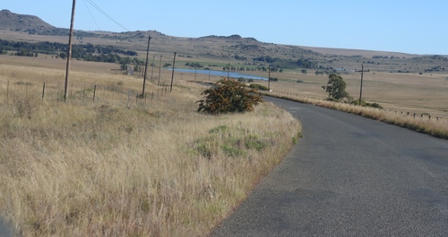 Narrowleaf Firethorn