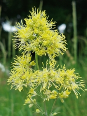 Thalictrum speciosissimum, photograph (c) Celestino Quintela Sabarís, some rights reserved (CC BY)