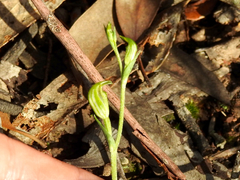 Pterostylis parviflora
