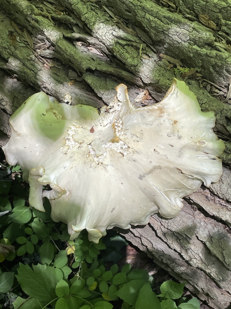 pale oyster · June 2026 · photo: Photo: no rights reserved · iNaturalist