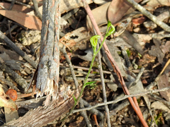 Pterostylis parviflora