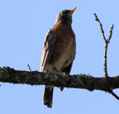 Turdus migratorius