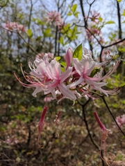 Rhododendron prinophyllum
