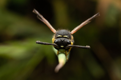 Odynerus