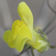 Neogaerrhinum filipes