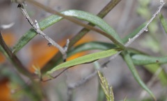 Neogaerrhinum filipes