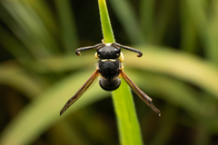 Odynerus
